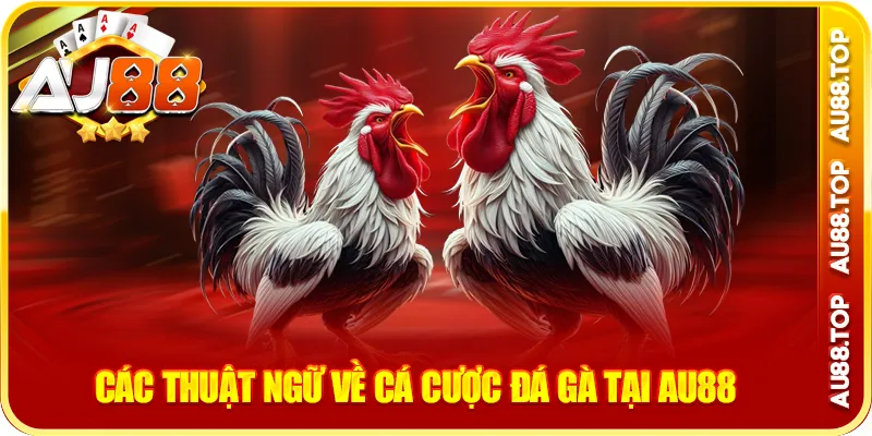 Các thuật ngữ đá gà về cá cược đá gà tại au88