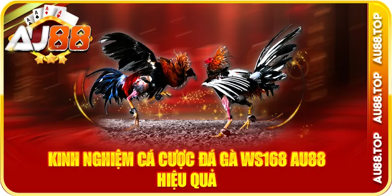 Kinh nghiệm cá cược đá gà ws168 au88 hiệu quả
