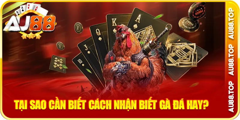 Tại sao cần biết cách nhận biết gà đá hay?