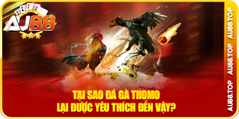 Tại sao đá gà thomo lại được yêu thích đến vậy?